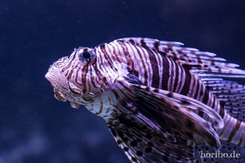 HR-16-06-28-11-29-11-5932