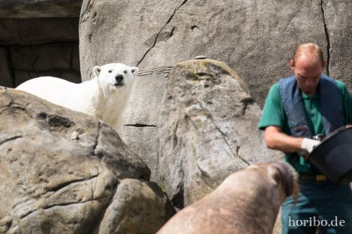 HR-16-06-28-15-06-11-6243