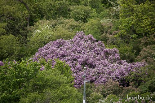 HR-17-05-03-13-02-33-5393