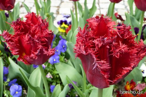 HR-17-05-04-13-10-38-1030615