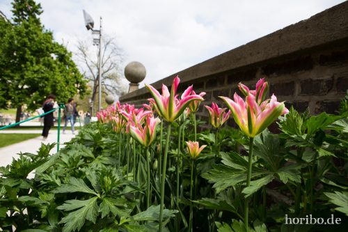 HR-17-05-04-13-37-14-5653