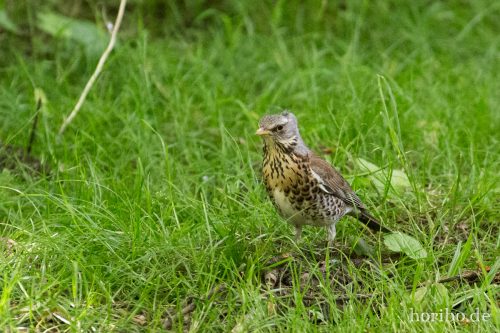 HR-17-06-10-14-37-57-9187