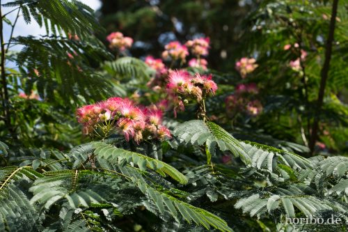 HR-17-08-24-11-09-18-4080