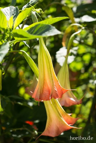 HR-17-08-24-11-37-09-4088