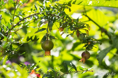 HR-17-08-24-11-38-01-4091