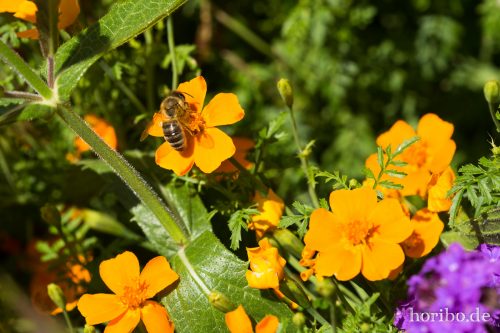 HR-17-08-24-11-42-58-4108