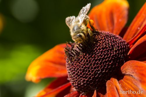 HR-17-08-24-11-44-07-4120