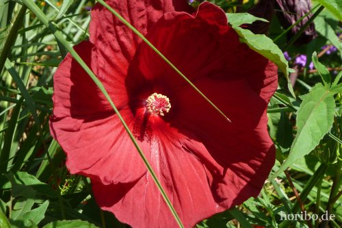 HR-17-08-24-11-48-02-1030809