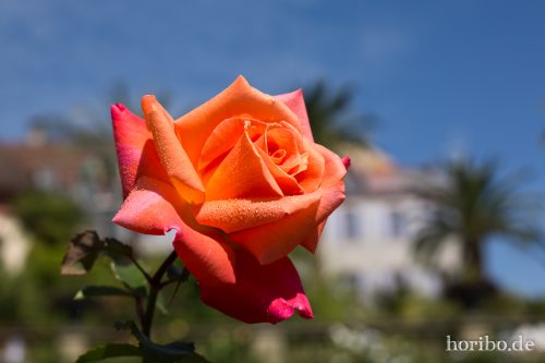 HR-17-08-24-12-36-44-4141