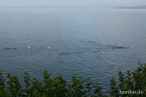 HR-17-08-25-08-19-46-4209