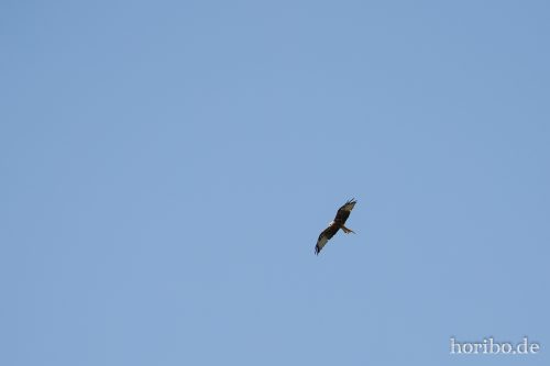 HR-17-08-26-13-33-21-4332