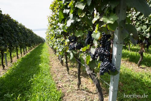 HR-17-08-27-12-37-54-4421