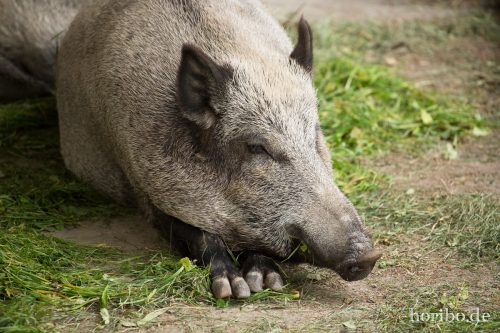 HR-17-08-27-15-54-02-4502