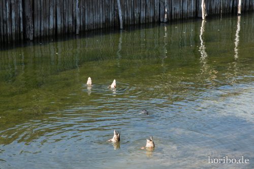 HR-17-08-29-12-07-55-4766