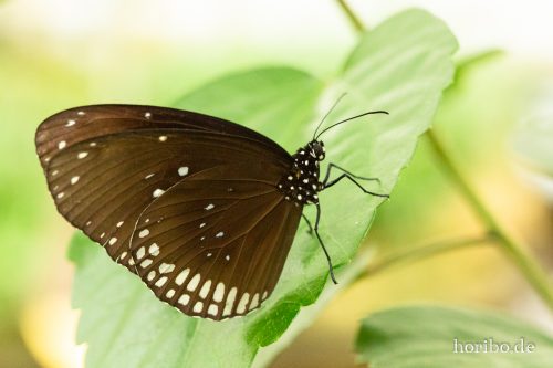 HR-18-05-01-14-50-28-9141