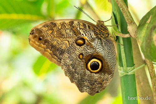 HR-18-05-01-14-52-20-9147