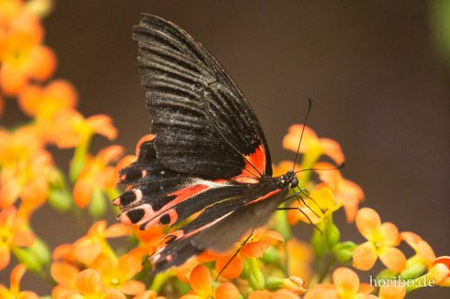 HR-18-05-01-15-07-49-9167