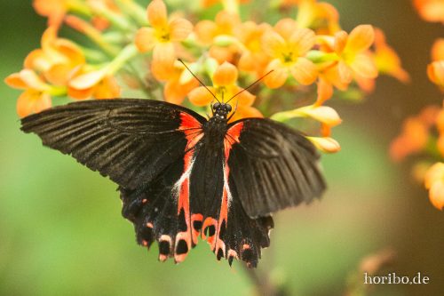 HR-18-05-01-15-08-35-9180