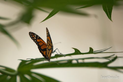 HR-18-05-01-15-11-09-9195