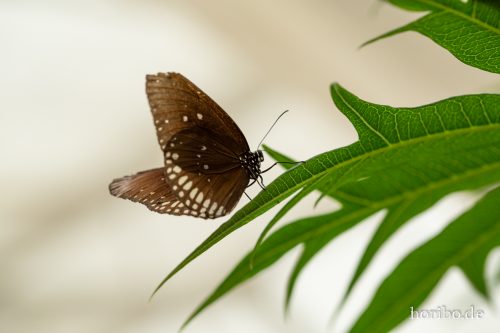 HR-18-05-01-15-13-38-9202