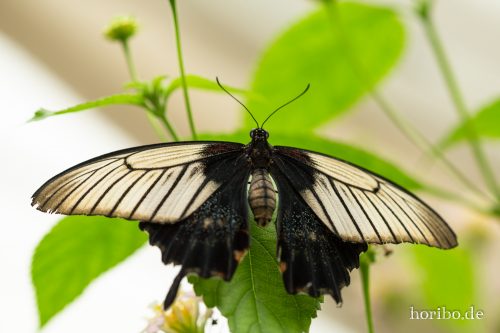 HR-18-05-01-15-14-29-9208