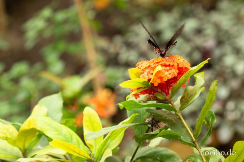 HR-18-05-01-15-16-54-9218