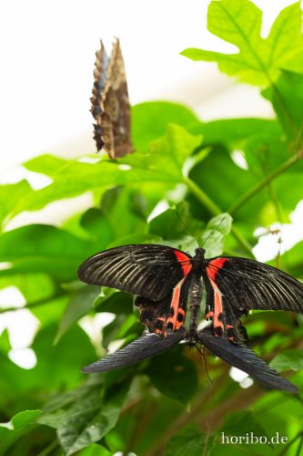 HR-18-05-01-15-18-23-9227