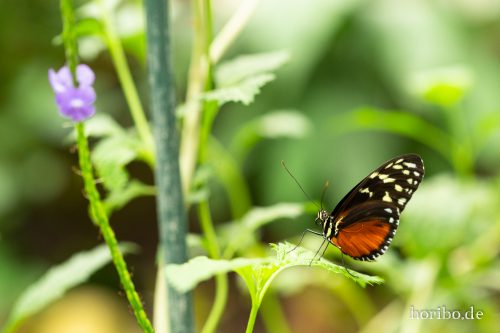 HR-18-05-01-15-19-43-9233