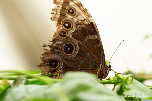 HR-18-05-01-15-20-38-9235