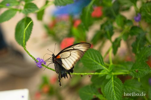 HR-18-05-01-15-21-14-9240