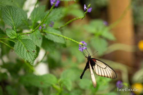 HR-18-05-01-15-21-38-9243