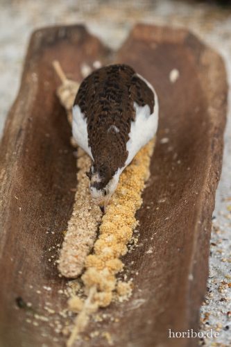 HR-18-05-01-15-49-23-9284