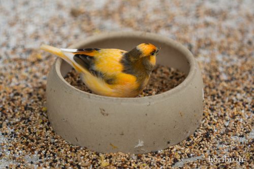 HR-18-05-01-15-49-39-9294