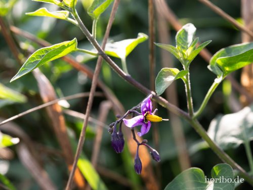 HR-18-08-20-17-21-17-8349