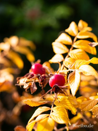 HR-18-08-20-17-23-49-8356