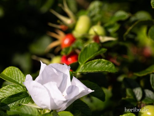 HR-18-08-20-17-27-13-8362