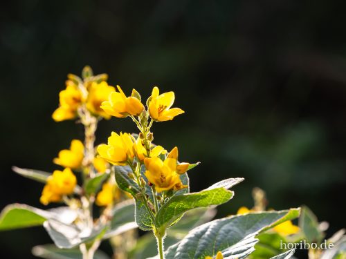 HR-18-08-20-18-39-02-8384