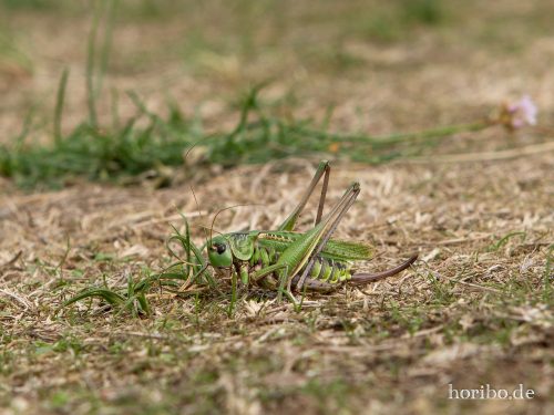 HR-18-08-23-12-29-02-8420