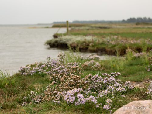 HR-18-08-23-13-59-52-8454