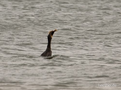 HR-18-08-23-14-04-04-8462