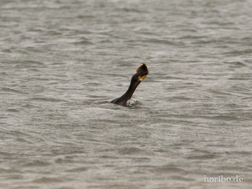 HR-18-08-23-14-04-09-8466