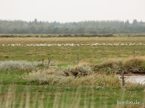 HR-18-08-23-14-06-12-8472