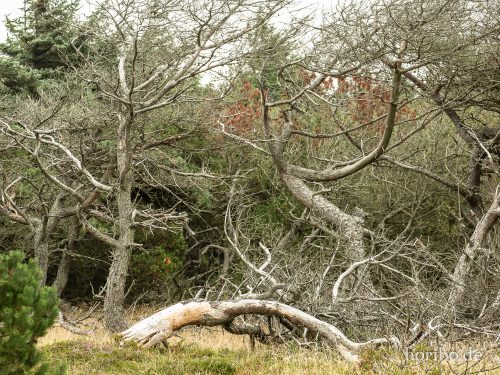 HR-18-08-23-15-12-39-8514