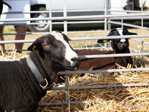 HR-18-08-24-16-50-59-8553