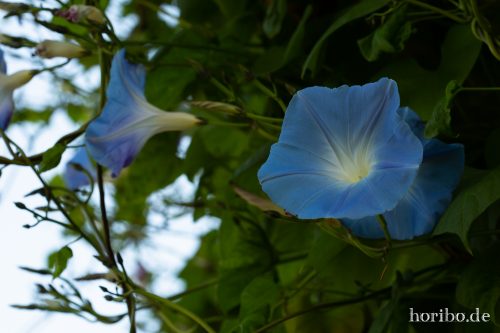 HR-18-10-13-14-32-18-0445