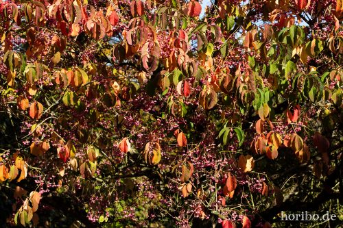 HR-18-10-13-14-36-46-0453