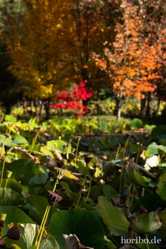 HR-18-10-13-14-48-24-0475