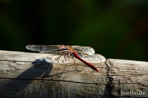 HR-18-10-13-15-18-28-0519