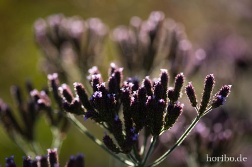 HR-18-10-13-15-51-47-0553