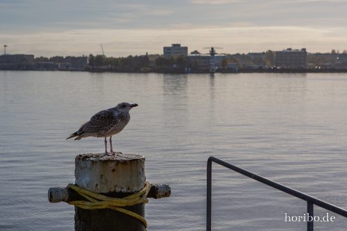 HR-18-10-19-11-00-43-0569